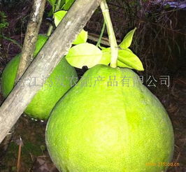 鴻發(fā)農(nóng)副產(chǎn)品加盟 開(kāi)啟綠色健康事業(yè)，共創(chuàng)財(cái)富未來(lái)